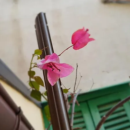 펜션 Al Bouganville Casa *