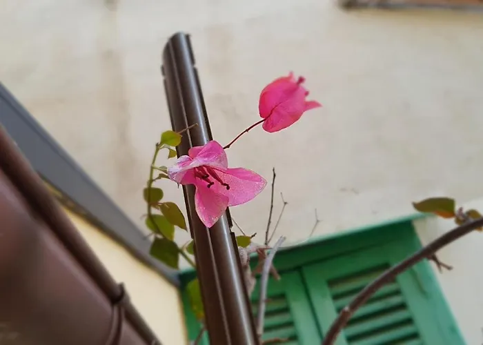 Casa de Férias Al Bouganville Casa *